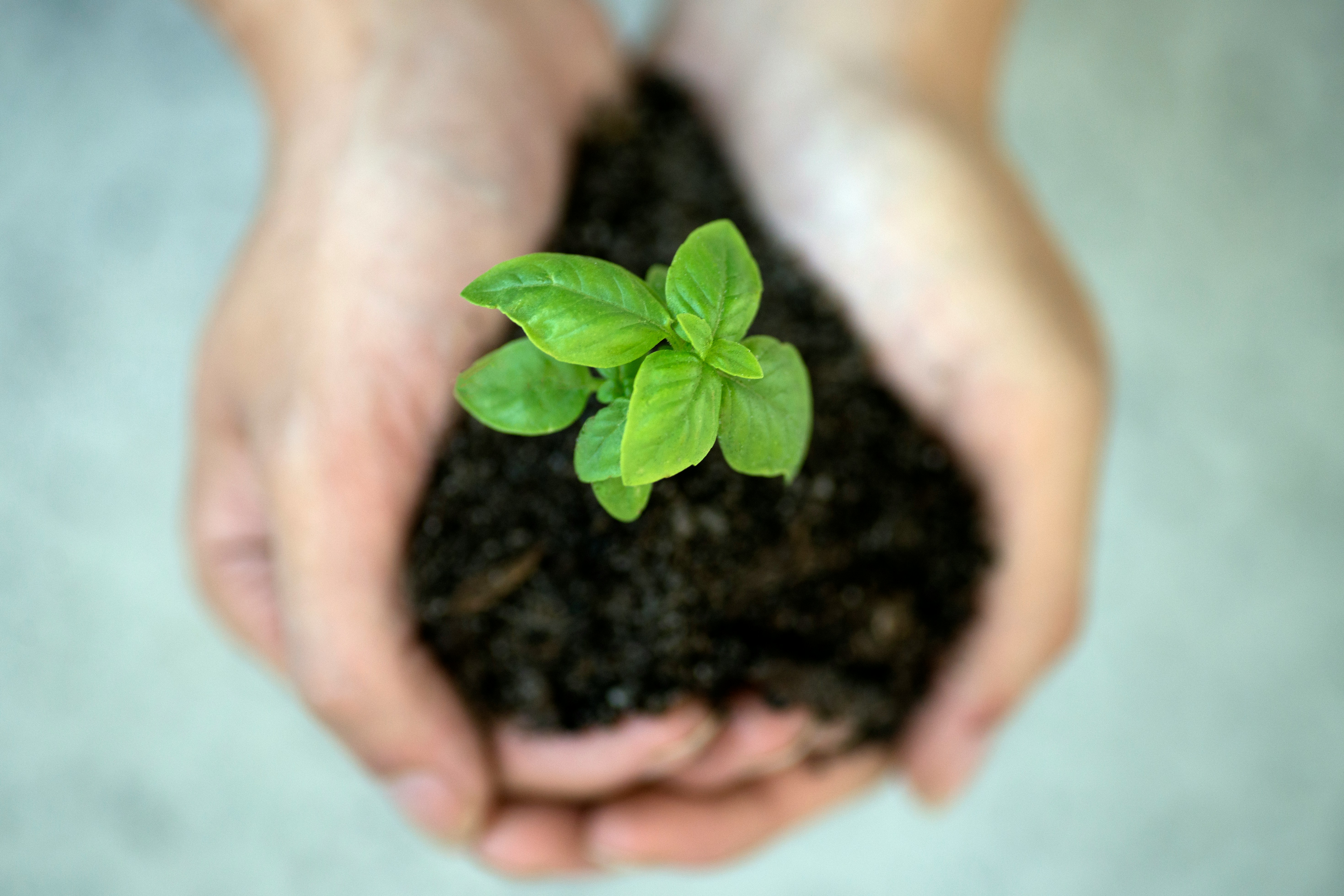 Hands holding a seedling in soil, representing a partnership that grows with care