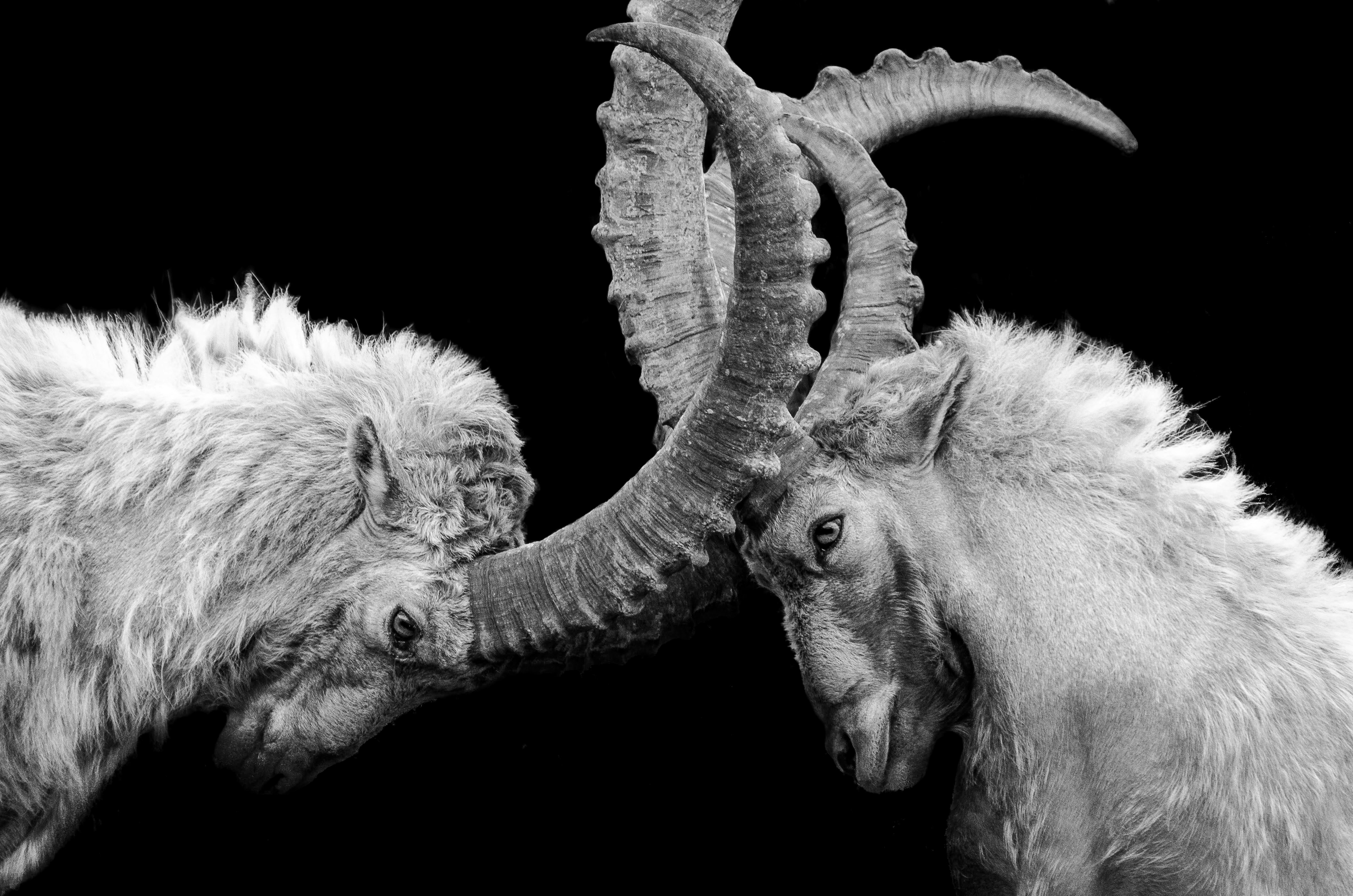 Two ibex with long, ridged horns pressed head to head against a black background, in black and white.